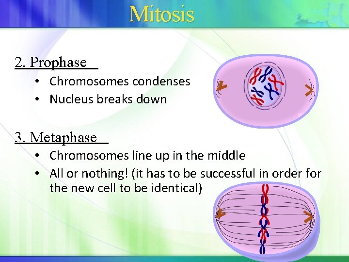 Mitosis 2. Prophase • Chromosomes condenses • Nucleus breaks down 3. Metaphase • Chromosomes