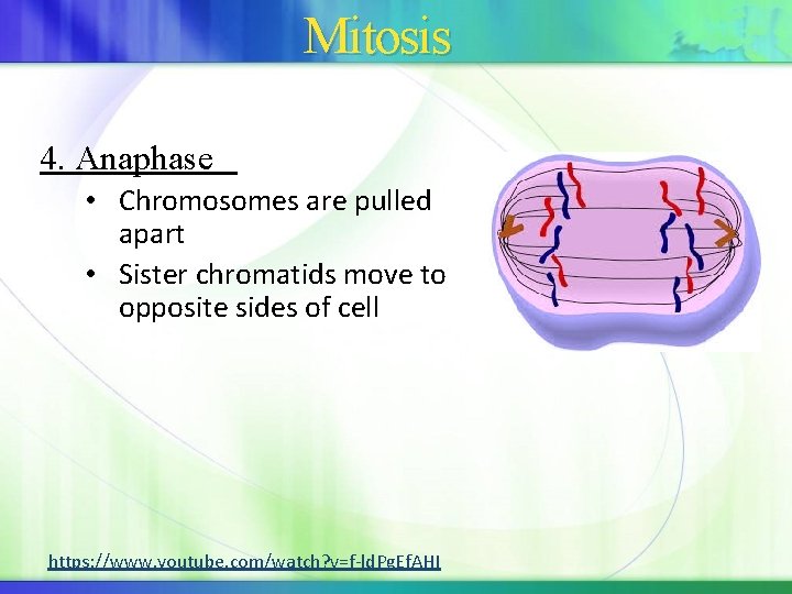 Mitosis 4. Anaphase • Chromosomes are pulled apart • Sister chromatids move to opposite