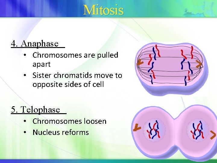 Mitosis 4. Anaphase • Chromosomes are pulled apart • Sister chromatids move to opposite