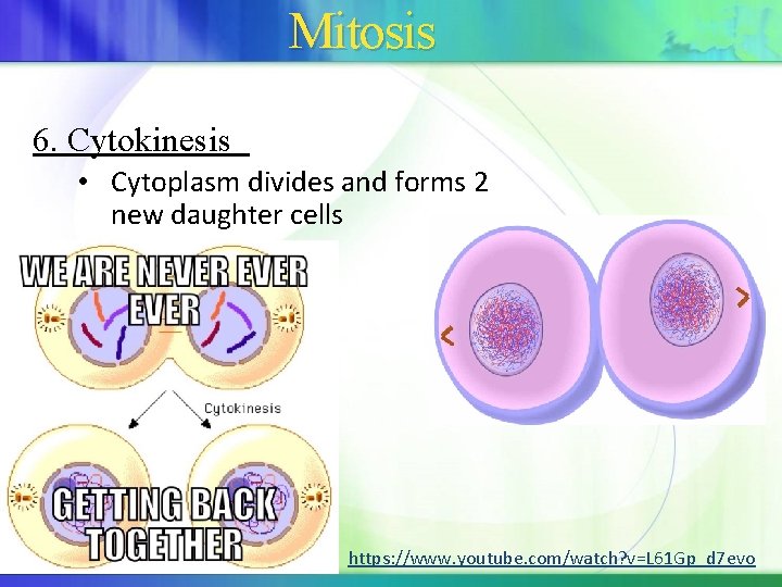 Mitosis 6. Cytokinesis • Cytoplasm divides and forms 2 new daughter cells https: //www.