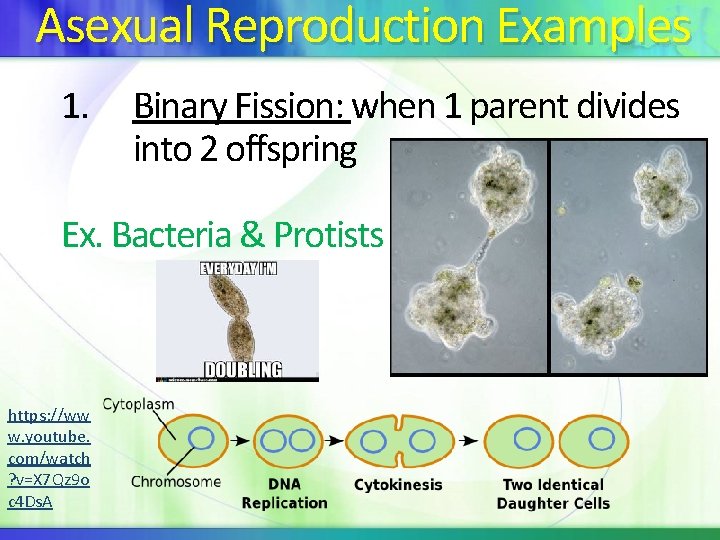 Asexual Reproduction Examples 1. Binary Fission: when 1 parent divides into 2 offspring Ex.
