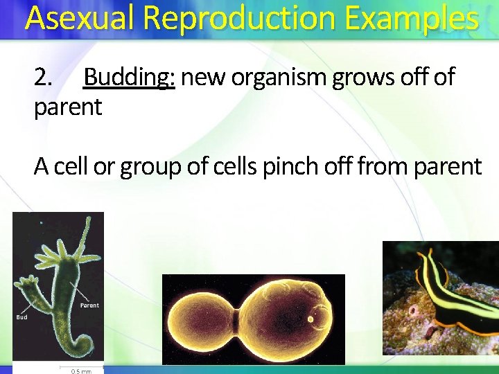 Asexual Reproduction Examples 2. Budding: new organism grows off of parent A cell or