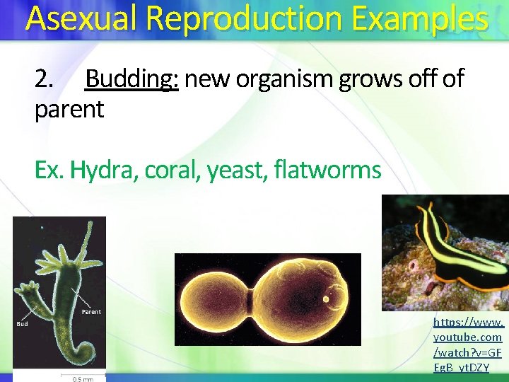 Asexual Reproduction Examples 2. Budding: new organism grows off of parent Ex. Hydra, coral,