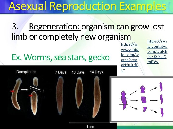 Asexual Reproduction Examples 3. Regeneration: organism can grow lost limb or completely new organism