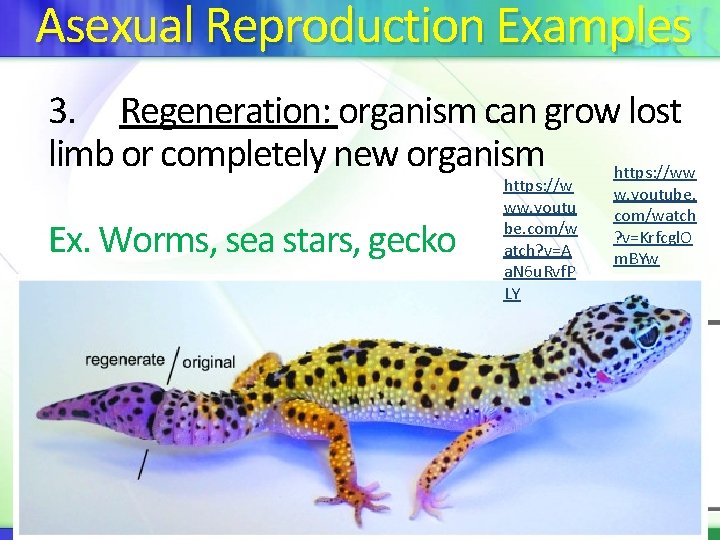 Asexual Reproduction Examples 3. Regeneration: organism can grow lost limb or completely new organism