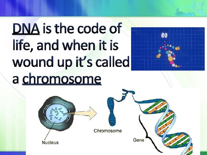 DNA is the code of life, and when it is wound up it’s called