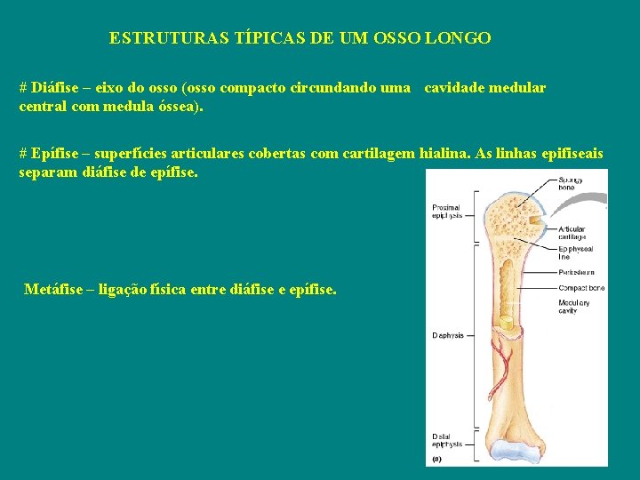 ESTRUTURAS TÍPICAS DE UM OSSO LONGO # Diáfise – eixo do osso (osso compacto