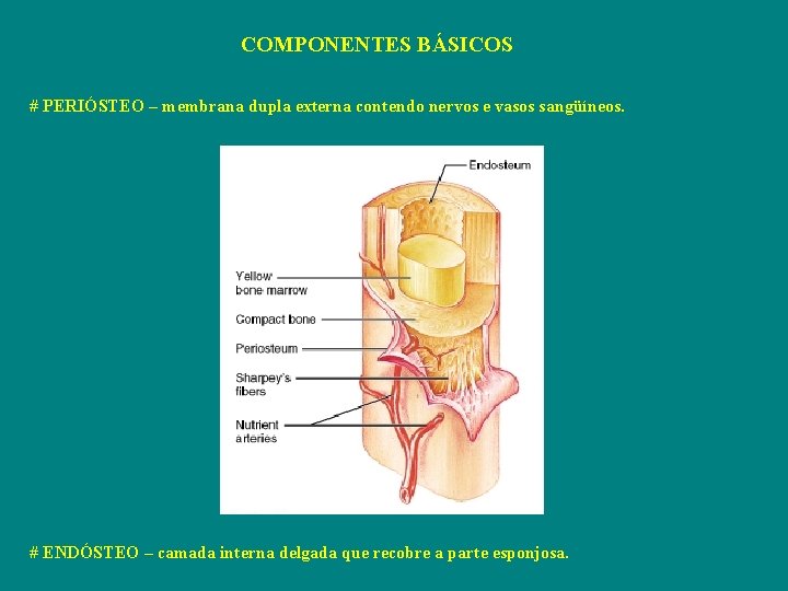 COMPONENTES BÁSICOS # PERIÓSTEO – membrana dupla externa contendo nervos e vasos sangüíneos. #