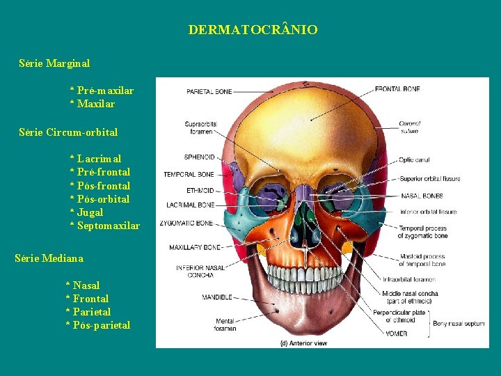 DERMATOCR NIO Série Marginal * Pré-maxilar * Maxilar Série Circum-orbital * Lacrimal * Pré-frontal