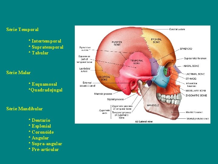 Série Temporal * Intertemporal * Supratemporal * Tabular Série Malar * Esquamosal *Quadradojugal Série