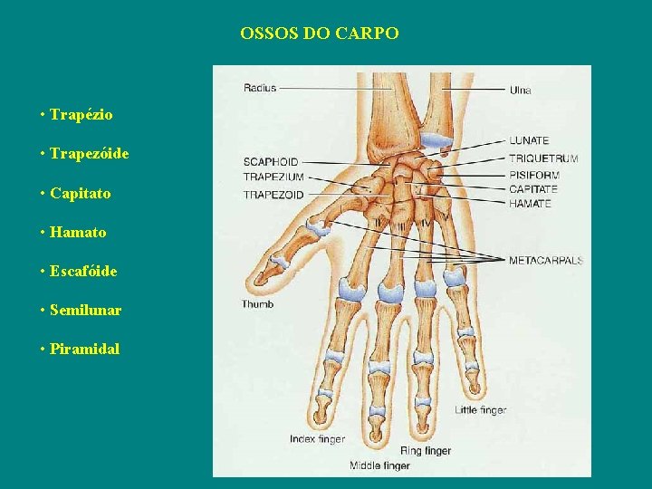 OSSOS DO CARPO • Trapézio • Trapezóide • Capitato • Hamato • Escafóide •