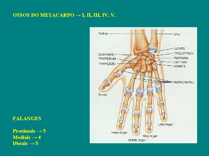 OSSOS DO METACARPO → I, III, IV, V. FALANGES Proximais → 5 Mediais →