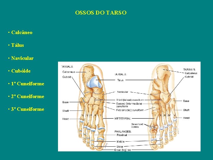 OSSOS DO TARSO • Calcâneo • Tálus • Navicular • Cubóide • 1º Cuneiforme