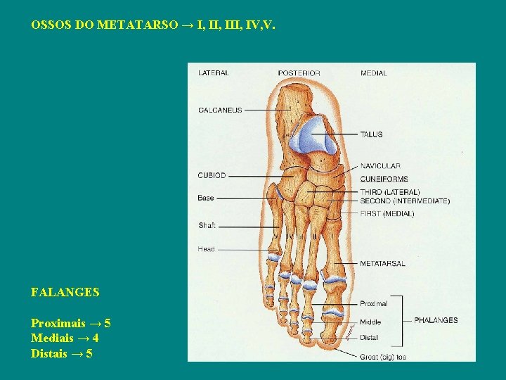 OSSOS DO METATARSO → I, III, IV, V. FALANGES Proximais → 5 Mediais →