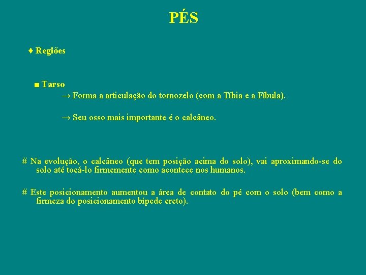 PÉS ♦ Regiões ■ Tarso → Forma a articulação do tornozelo (com a Tíbia