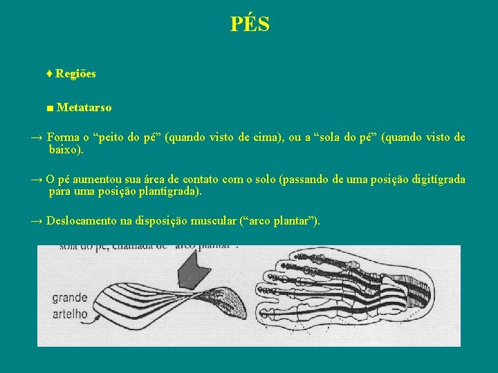 PÉS ♦ Regiões ■ Metatarso → Forma o “peito do pé” (quando visto de