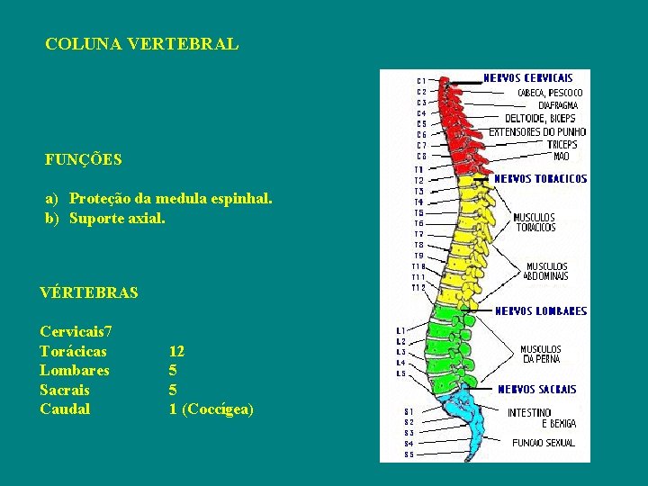 COLUNA VERTEBRAL FUNÇÕES a) Proteção da medula espinhal. b) Suporte axial. VÉRTEBRAS Cervicais 7