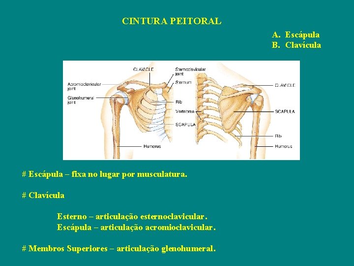 CINTURA PEITORAL A. Escápula B. Clavícula # Escápula – fixa no lugar por musculatura.