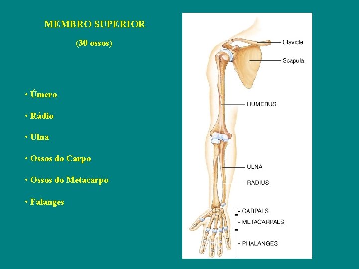 MEMBRO SUPERIOR (30 ossos) • Úmero • Rádio • Ulna • Ossos do Carpo