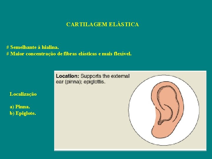 CARTILAGEM ELÁSTICA # Semelhante à hialina. # Maior concentração de fibras elásticas e mais