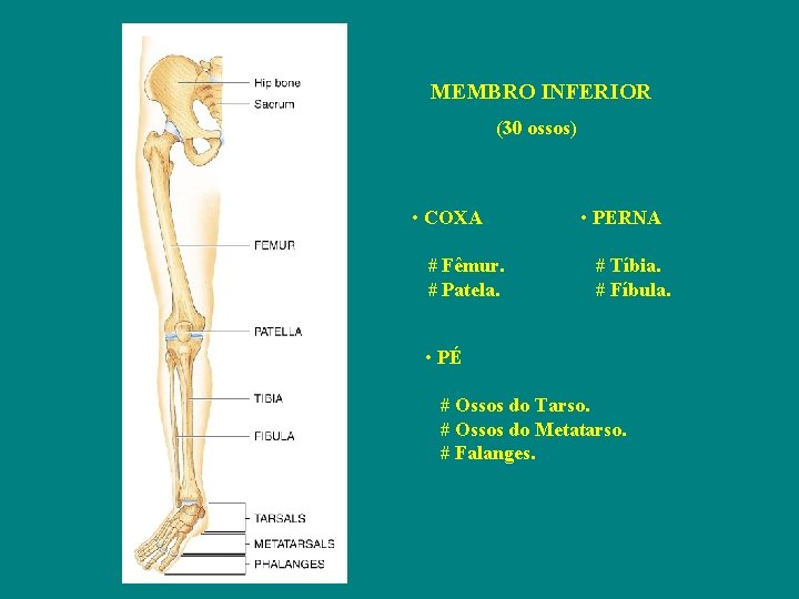 MEMBRO INFERIOR (30 ossos) • COXA # Fêmur. # Patela. • PERNA # Tíbia.