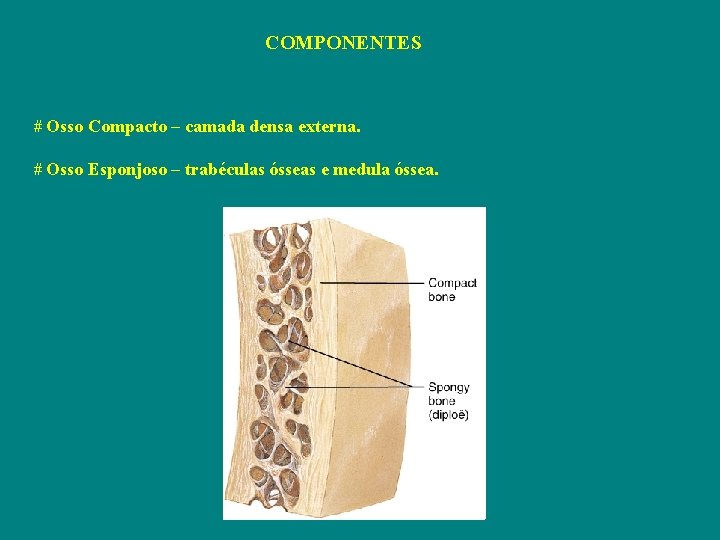 COMPONENTES # Osso Compacto – camada densa externa. # Osso Esponjoso – trabéculas ósseas