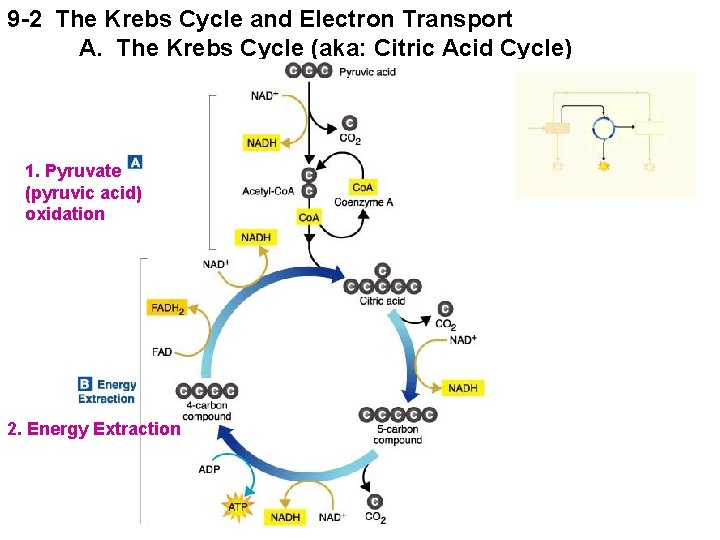 9 -2 The Krebs Cycle and Electron Transport A. The Krebs Cycle (aka: Citric