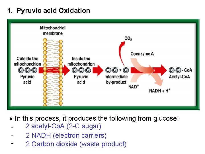 1. Pyruvic acid Oxidation In this process, it produces the following from glucose: 2