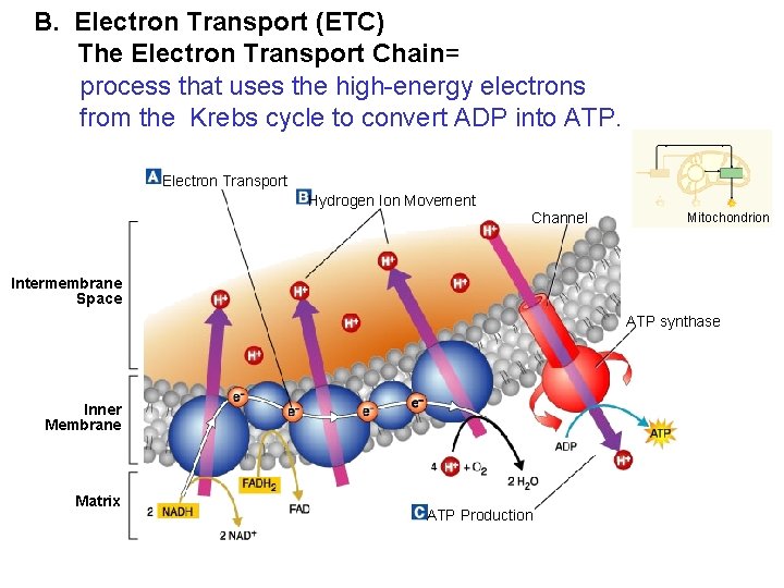 B. Electron Transport (ETC) The Electron Transport Chain= process Section 9 -2 that uses