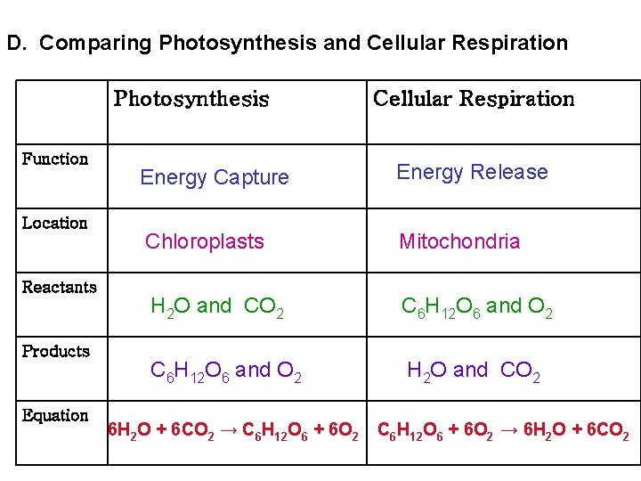 D. Comparing Photosynthesis and Cellular Respiration Photosynthesis Function Location Reactants Products Equation Cellular Respiration