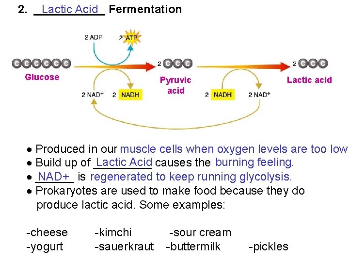 2. ______ Lactic Acid Fermentation Section 9 -1 Glucose Pyruvic acid Lactic acid Produced