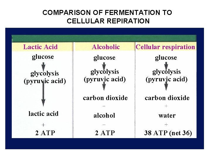 COMPARISON OF FERMENTATION TO CELLULAR REPIRATION Lactic Acid glucose Alcoholic glucose Cellular respiration glucose