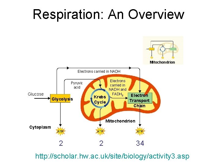 Respiration: An Overview Section 9 -1 Mitochondrion Electrons carried in NADH Pyruvic acid Glucose