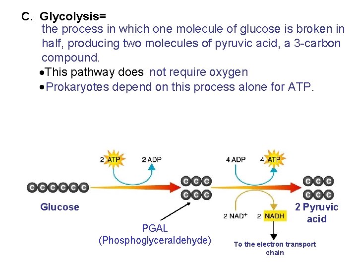 C. Glycolysis= the process in which one molecule of glucose is broken in half,