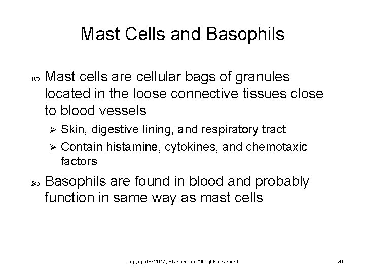 Mast Cells and Basophils Mast cells are cellular bags of granules located in the