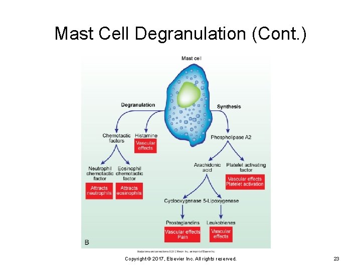 Mast Cell Degranulation (Cont. ) Copyright © 2017, Elsevier Inc. All rights reserved. 23