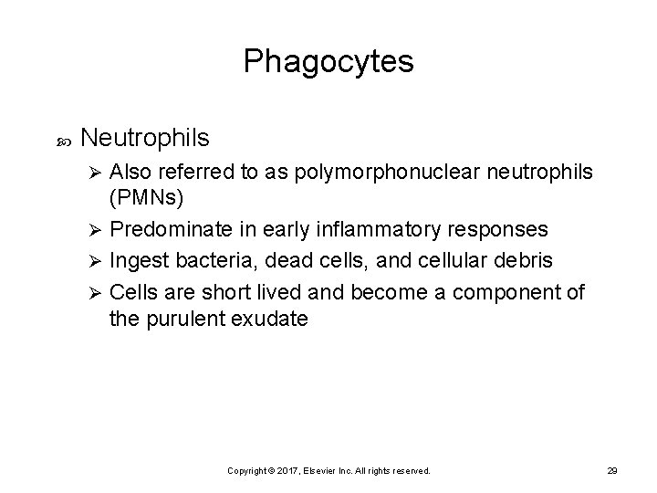 Phagocytes Neutrophils Also referred to as polymorphonuclear neutrophils (PMNs) Ø Predominate in early inflammatory