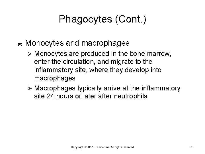 Phagocytes (Cont. ) Monocytes and macrophages Monocytes are produced in the bone marrow, enter