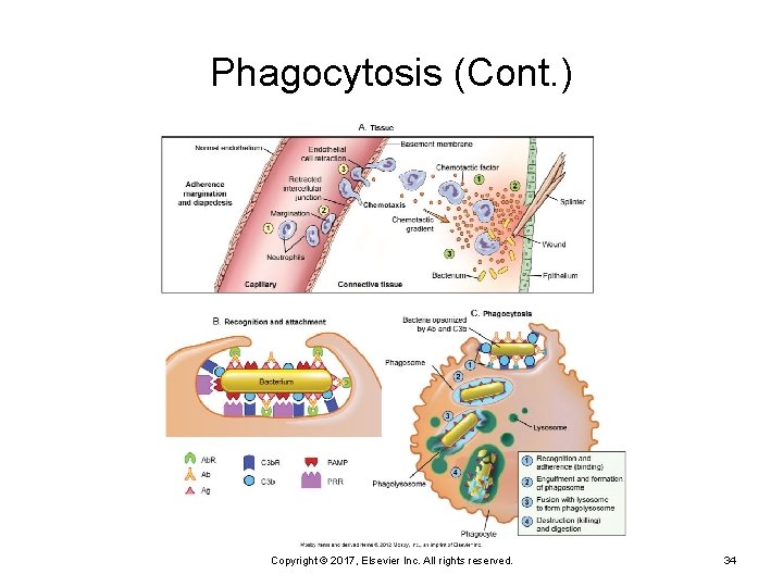 Phagocytosis (Cont. ) Copyright © 2017, Elsevier Inc. All rights reserved. 34 