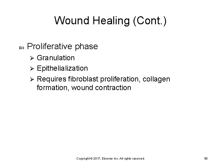 Wound Healing (Cont. ) Proliferative phase Granulation Ø Epithelialization Ø Requires fibroblast proliferation, collagen