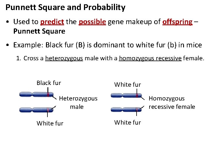 Punnett Square and Probability • Used to predict the possible gene makeup of offspring