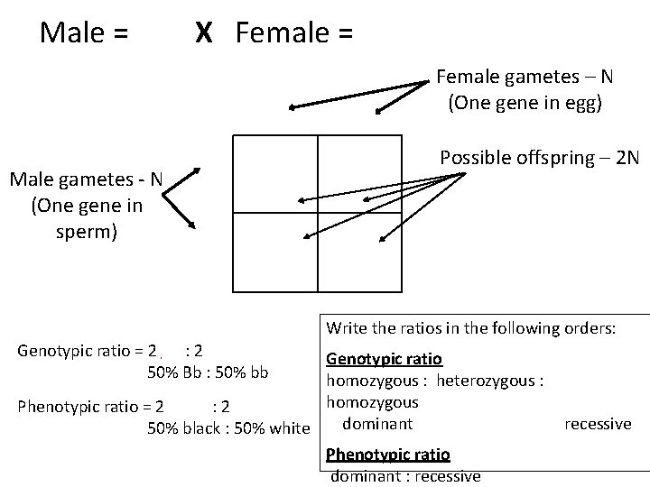 Male = Bb X Female = bb b Male gametes - N (One gene