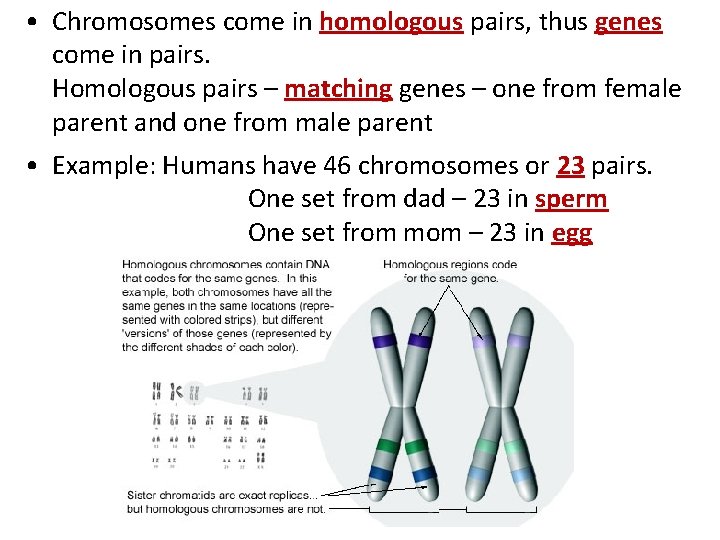  • Chromosomes come in homologous pairs, thus genes come in pairs. Homologous pairs