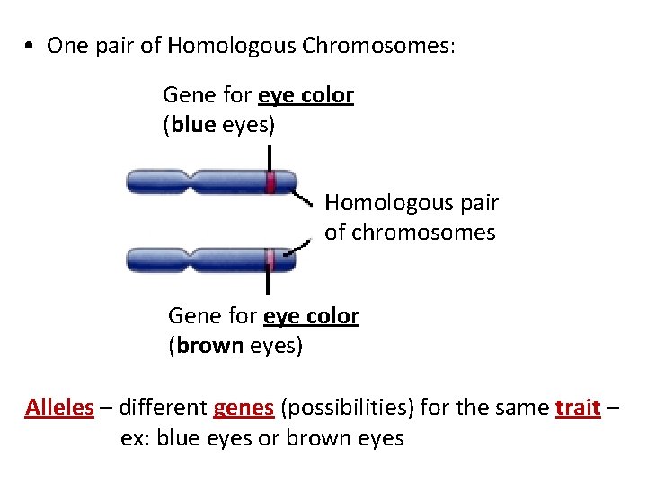  • One pair of Homologous Chromosomes: Gene for eye color (blue eyes) Homologous