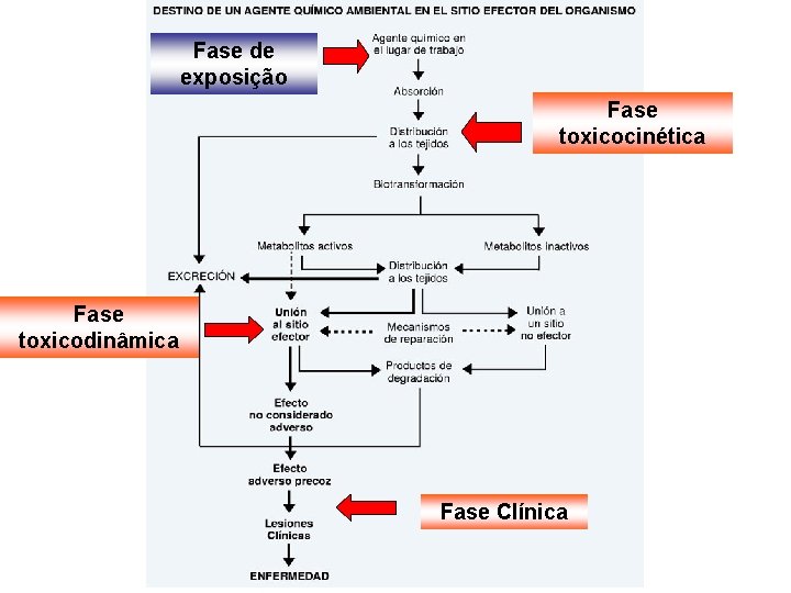 Fase de exposição Fase toxicocinética Fase toxicodinâmica Fase Clínica 