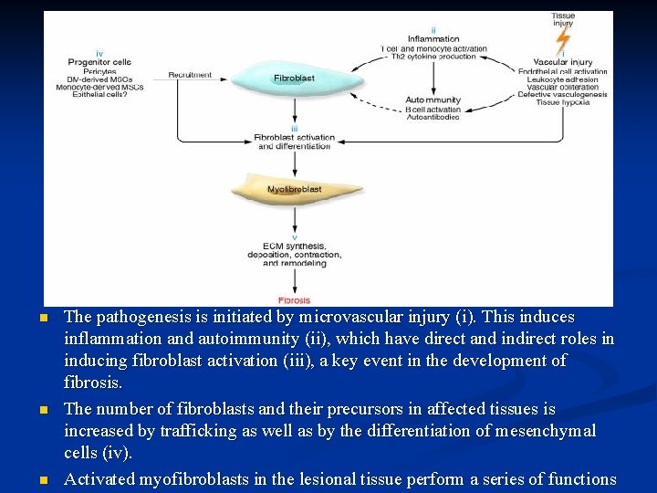 n n n The pathogenesis is initiated by microvascular injury (i). This induces inflammation