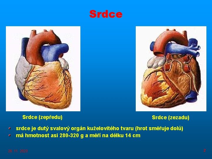 Srdce (zepředu) Srdce (zezadu) srdce je dutý svalový orgán kuželovitého tvaru (hrot směřuje dolů)