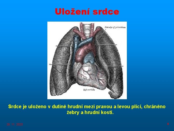 Uložení srdce Srdce je uloženo v dutině hrudní mezi pravou a levou plící, chráněno