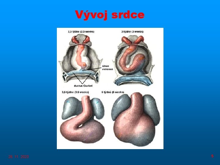 Vývoj srdce 26. 11. 2020 5 