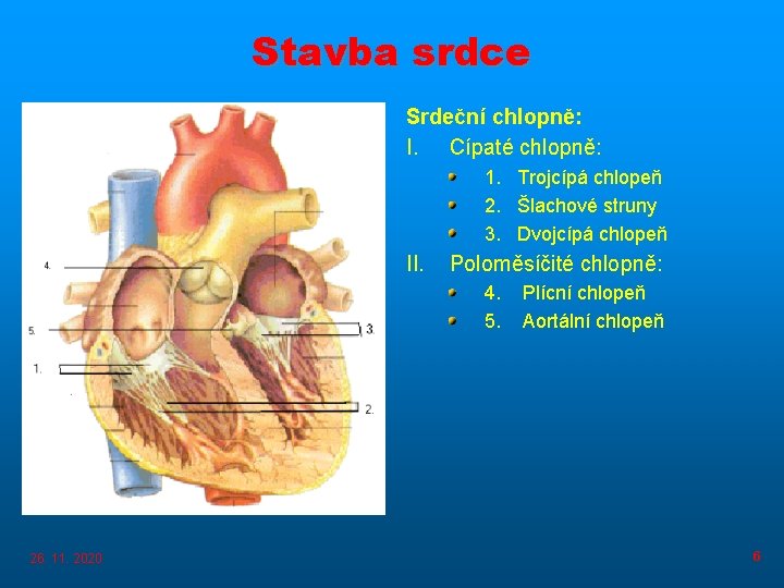 Stavba srdce Srdeční chlopně: I. Cípaté chlopně: 1. Trojcípá chlopeň 2. Šlachové struny 3.